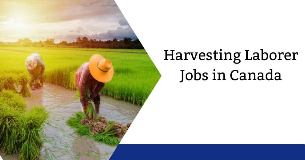 Harvesting Laborer Jobs in Canada