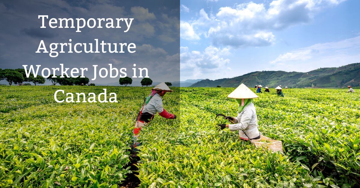 Temporary Agriculture Worker Jobs in Canada