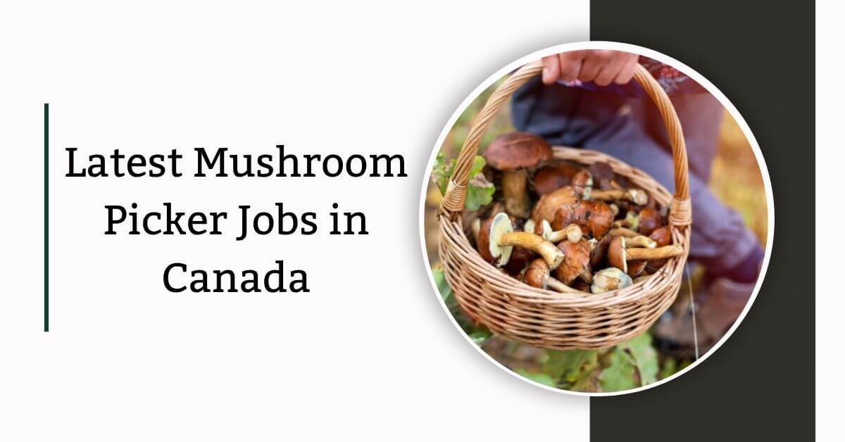 Latest Mushroom Picker Jobs in Canada