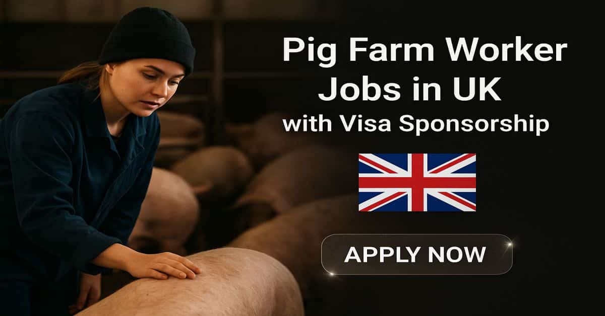 Pig Farm Worker Jobs in UK with Visa Sponsorship