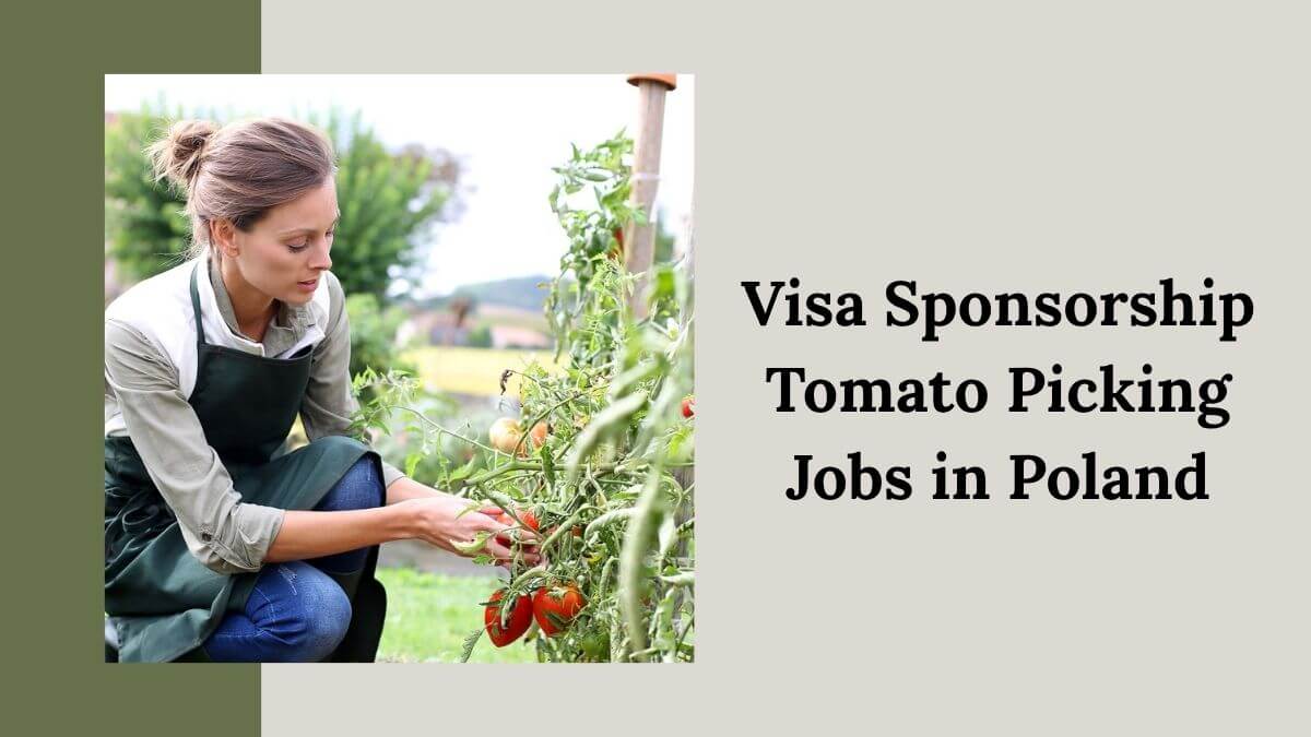 Visa Sponsorship Tomato Picking Jobs in Poland