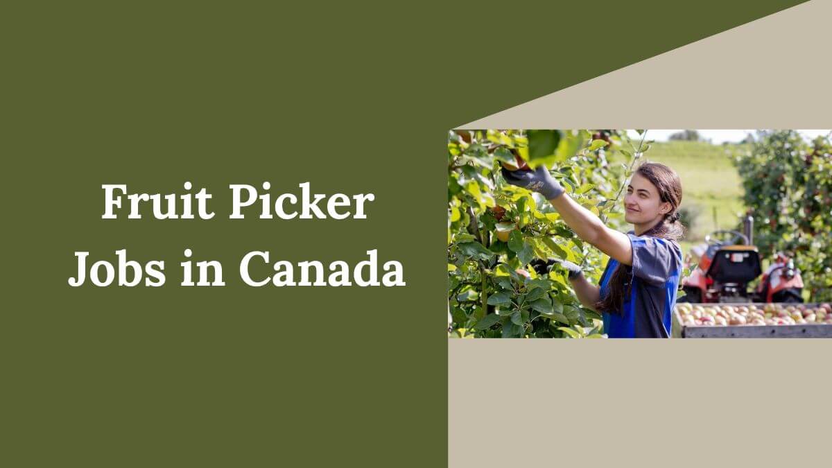 Fruit Picker Jobs in Canada