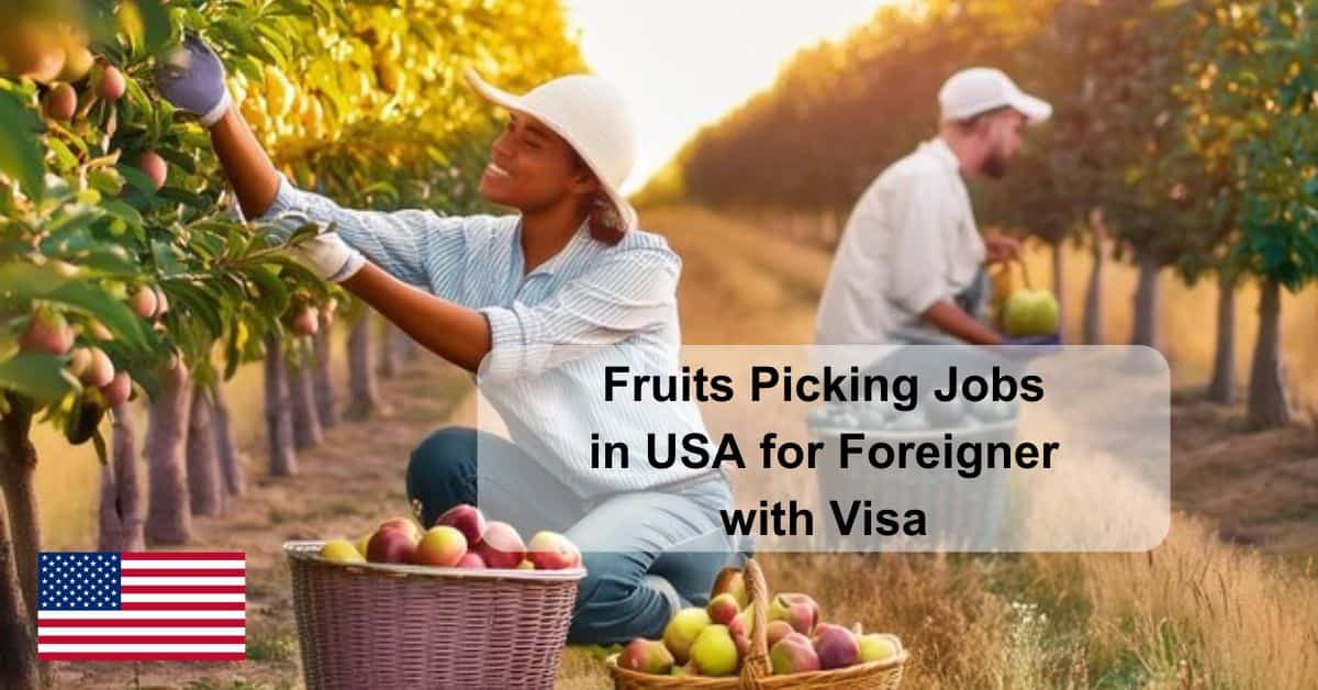 Fruits Picking Jobs in USA for Foreigner with Visa