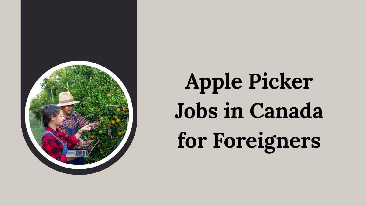 Apple Picker Jobs in Canada for Foreigners