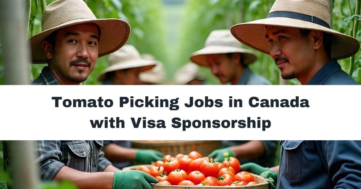 Tomato Picking Jobs in Canada with Visa Sponsorship