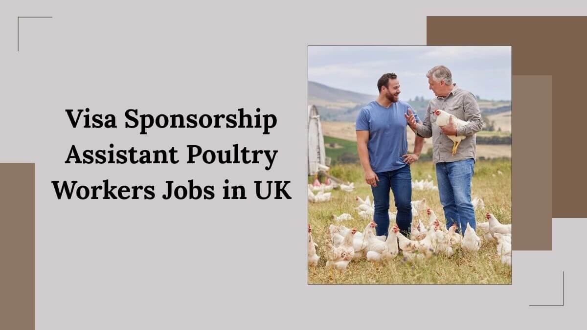 Visa Sponsorship Assistant Poultry Workers Jobs in UK