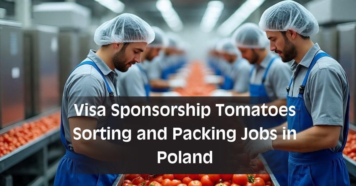 Visa Sponsorship Tomatoes Sorting and Packing Jobs in Poland