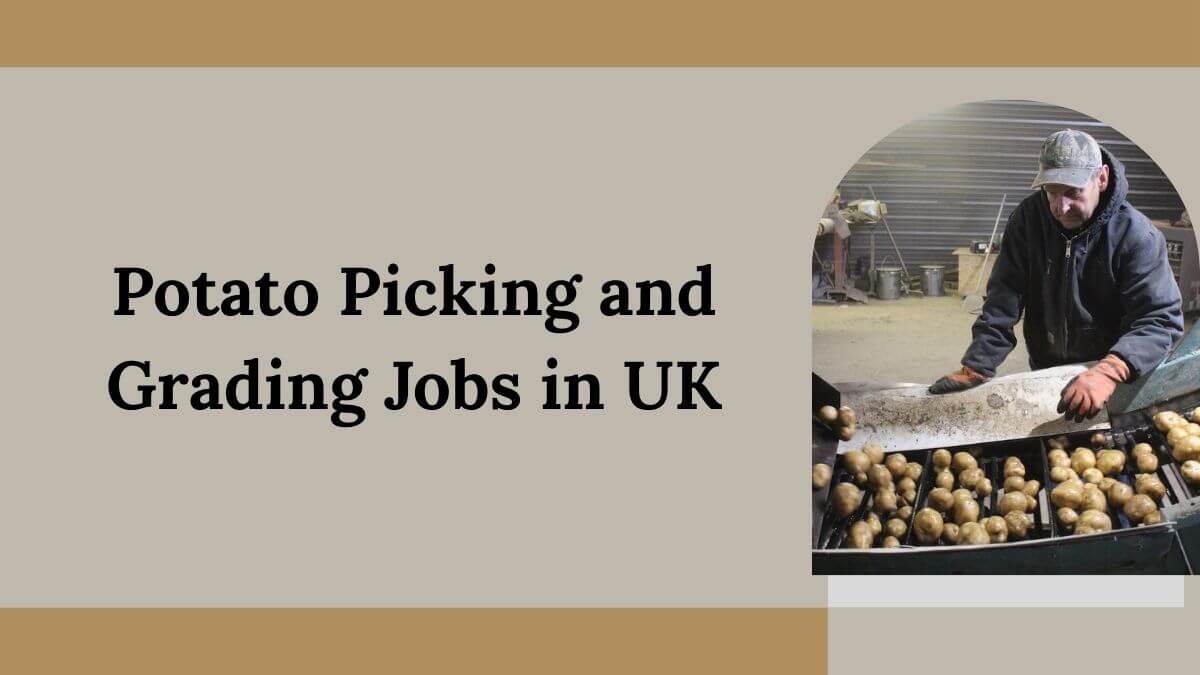 Potato Picking and Grading Jobs in UK